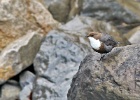 Waterspreeuw   A.Bender : SPANJE 2012 60D